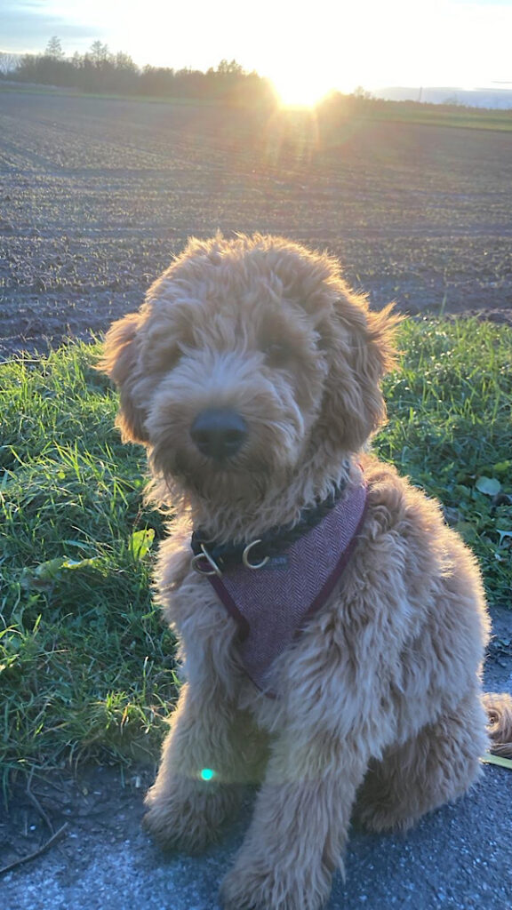 Süßer Hund, ein Labra-Doodle, sitzt vor Feld und Gras und schaut in die Kamera